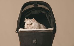 TAAVO Maeve™, с база,  Стол за кола и кош за котка и куче 2 в 1 